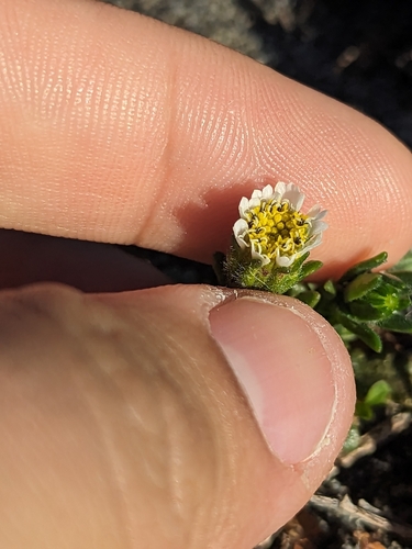 Image of Layia carnosa by (c) Ernesto Chavez-Velasco, some rights reserved (CC BY)