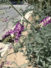 Astragalus brauntonii