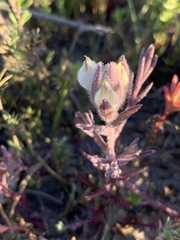 Chloropyron maritimum maritimum