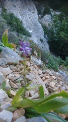Muscari cycladicum