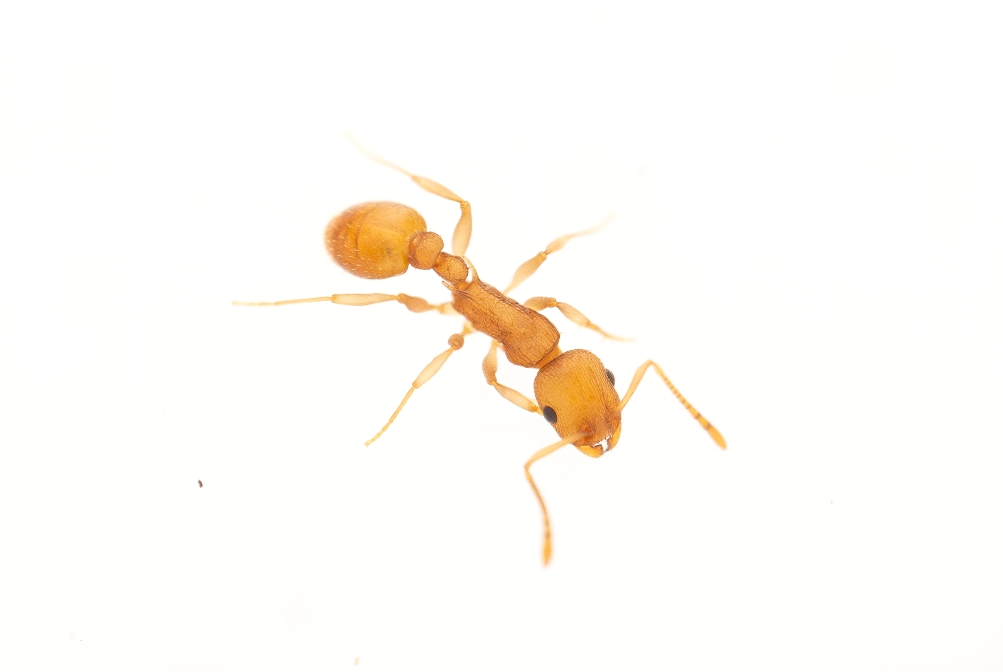 Temnothorax morongo