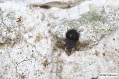 Epalpus