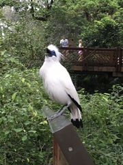 Leucopsar rothschildi