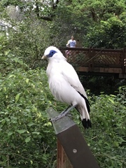 Leucopsar rothschildi