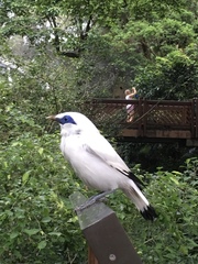 Leucopsar rothschildi