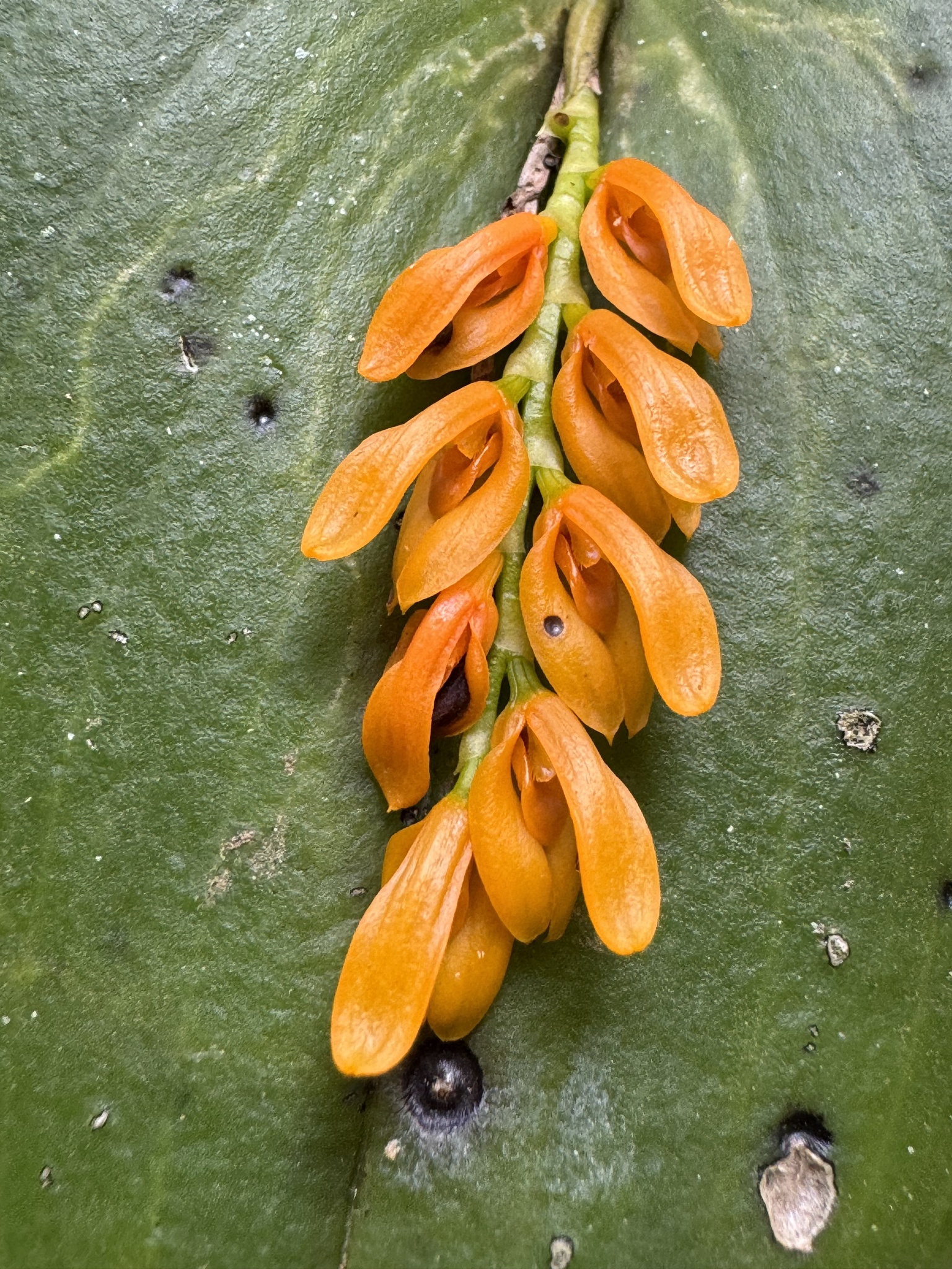 Imagem de Cipó-de-sapo
