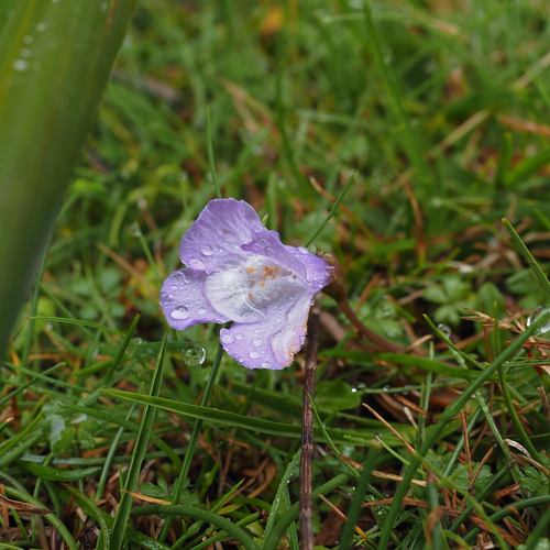 Mazus pumilio (Mazus pumilio)