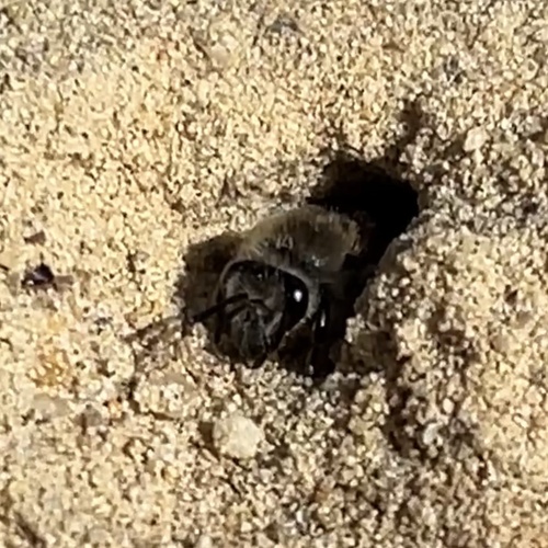 Blueberry Cellophane Bee photo 4