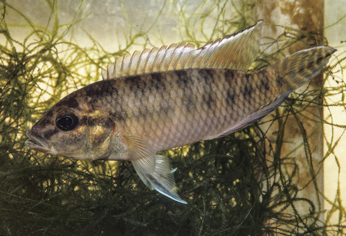 Bandtail dwarf cichlid (Parananochromis caudifasciatus) — Cichlidae — 4