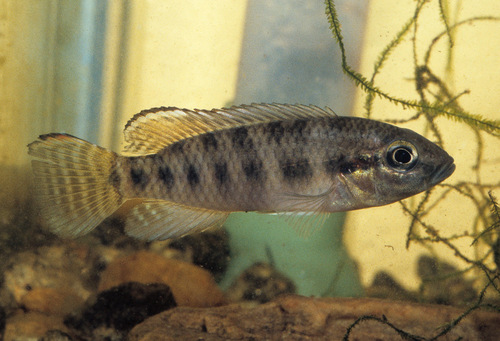 Bandtail dwarf cichlid (Parananochromis caudifasciatus) — Cichlidae — 3