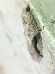 Proteoteras crescentana