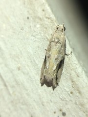 Proteoteras crescentana