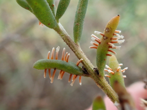 Puccinia kochiae