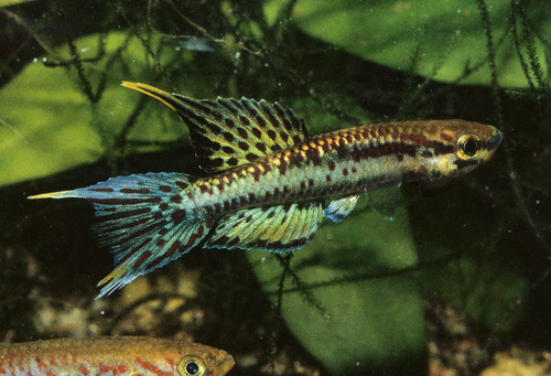 Mournful killi (Aphyosemion lugens) — Nothobranchiidae