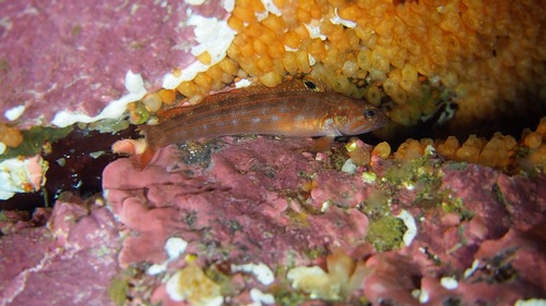 Patagonian rockcod (Patagonotothen brevicauda) — Nototheniidae — 3
