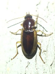 Agonum pallipes