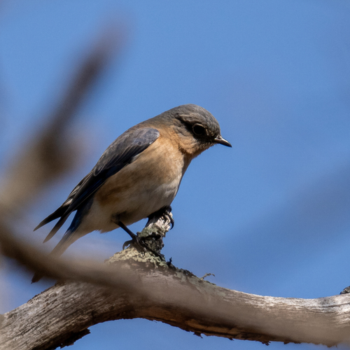 Eastern Bluebird photographed in Rhode Island