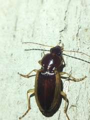 Agonum pallipes