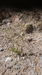 Bupleurum trichopodum
