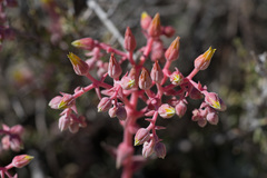 Dudleya saxosa