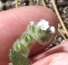 Plagiobothrys collinus fulvescens