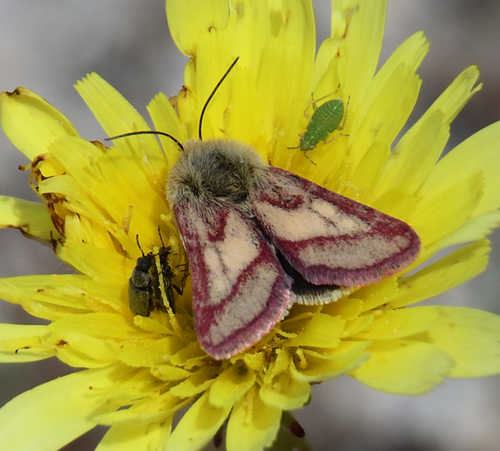 Red-lined Moth photo 4