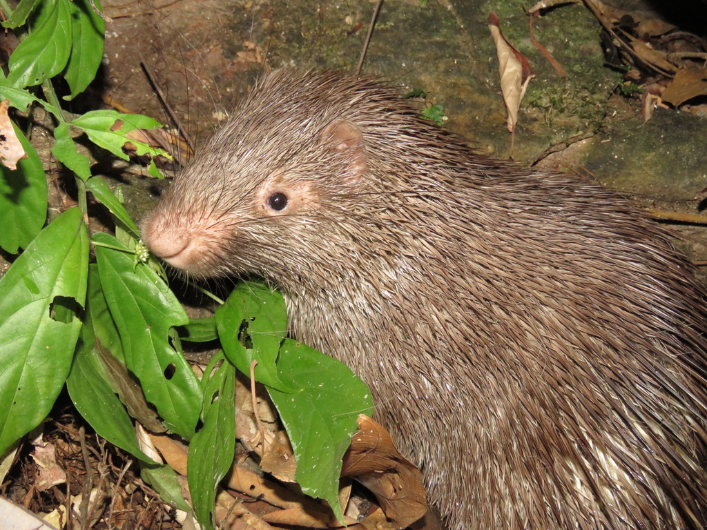 Old World Porcupines (Hystricidae) - Know Your Mammals