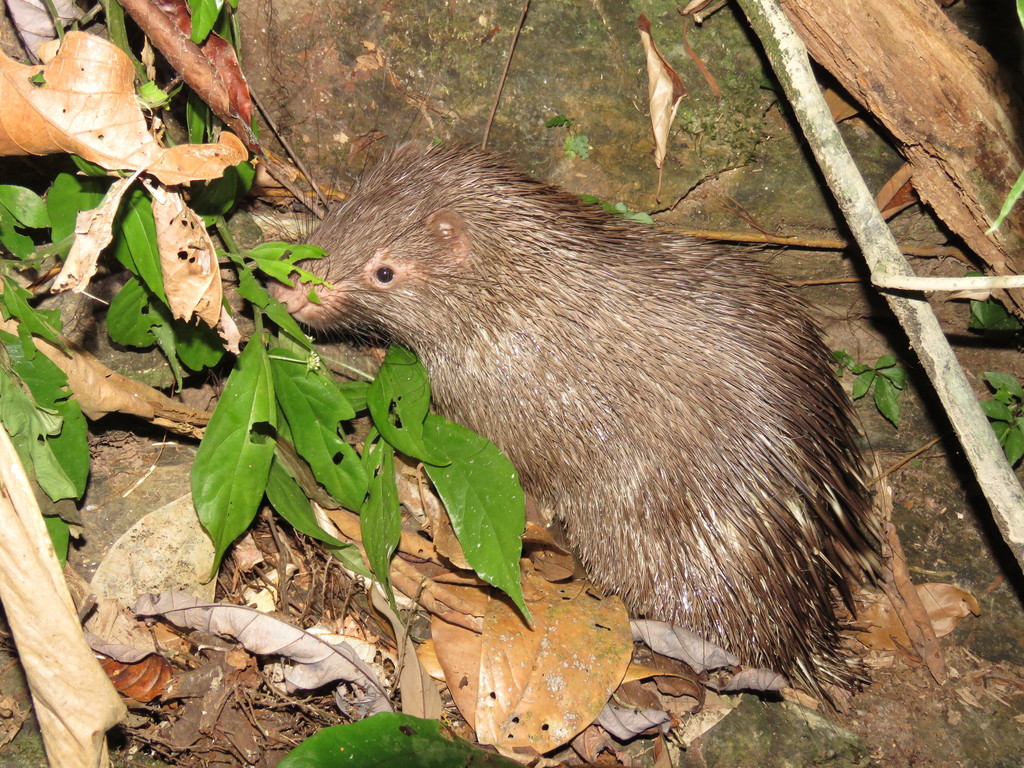 Palawan Porcupine (Hystrix pumila)