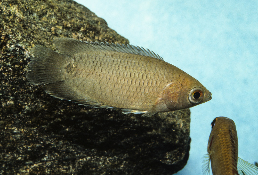 Ctenopoma