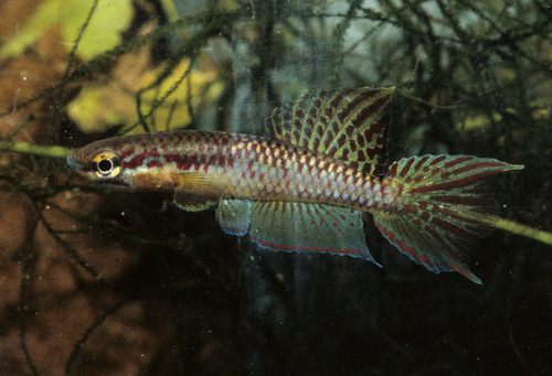 Splendid killi (Aphyosemion splendopleure) — Nothobranchiidae — 4