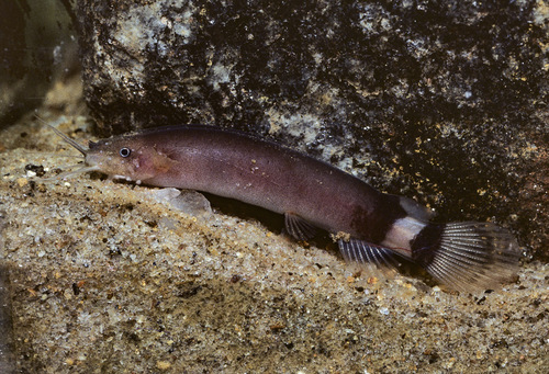 Benin electric catfish (Malapterurus beninensis) — Malapteruridae — 2