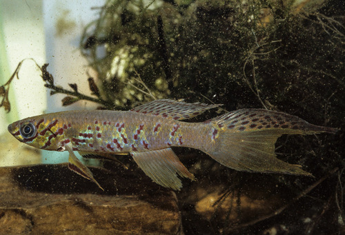 Fundulopanchax kribianus