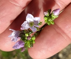 Saltugilia australis
