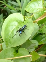 Chalybion japonicum