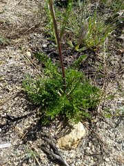 Saltugilia australis