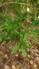 Pittosporum pentandrum