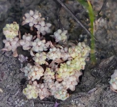 Psilocarphus tenellus