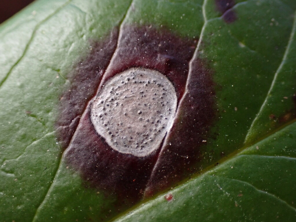 Phyllosticta leucothoes