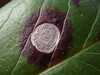 Phyllosticta leucothoes - Photo (c) W Rao, some rights reserved (CC BY), uploaded by W Rao