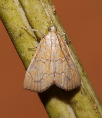 Glaphyria sesquistrialis