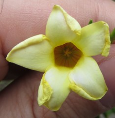 Angadenia berteroi