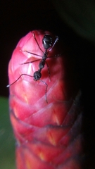 Dolichoderus attelaboides