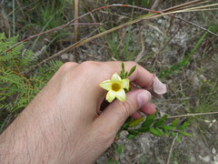 Angadenia berteroi