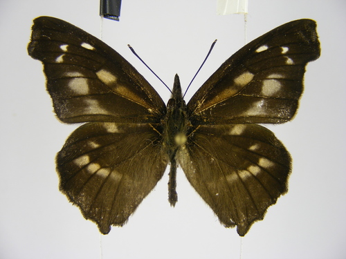 Northern African Snout