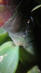 Dolichoderus attelaboides