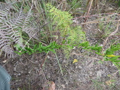 Angadenia berteroi