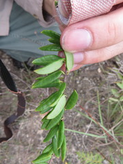 Angadenia berteroi