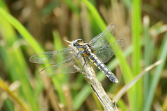 Orthetrum internum