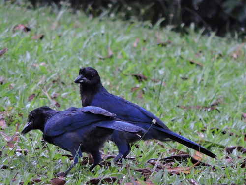 Azure Jay (Cyanocorax caeruleus)