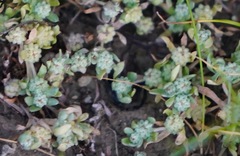 Psilocarphus tenellus